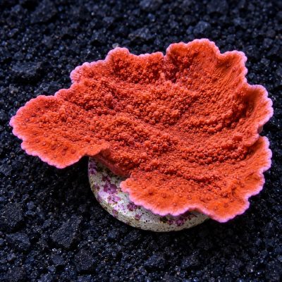 Montipora Sp.