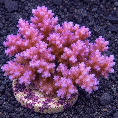 Pocillopora Sp.
