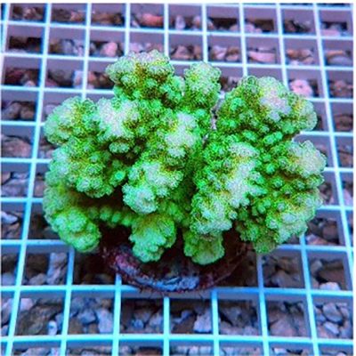 Pocillopora Green