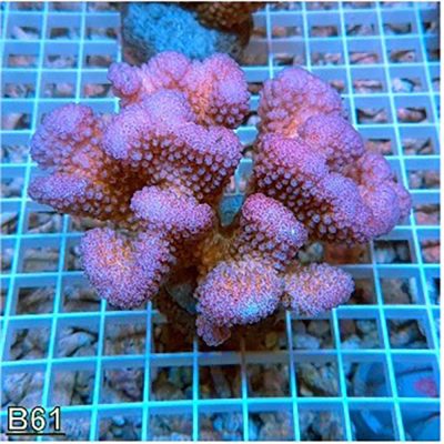 Pocillopora Pink