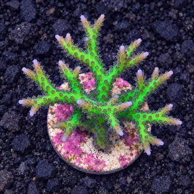 Seriatopora Sp.