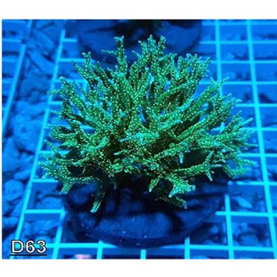 Seriatopora Green