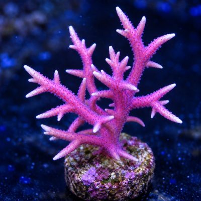 Seriatopora Pink