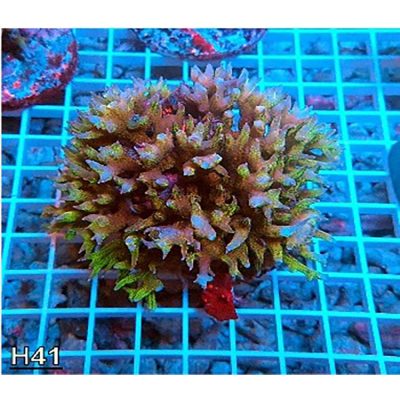 Seriatopora Yellow