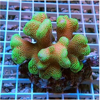Stylophora Green