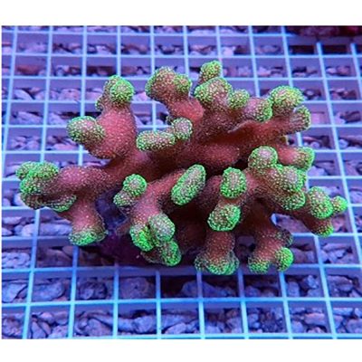 Stylophora Pink