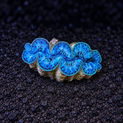 Tridacna Maxima